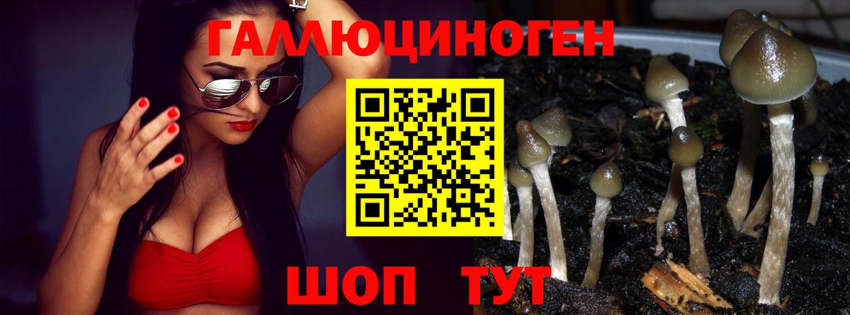 Галлюциногенные грибы Psilocybe  Вход с VPN  Волгодонск 